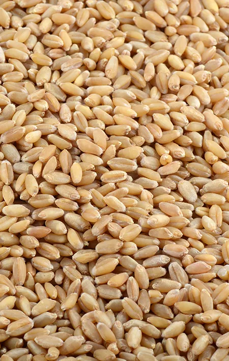 Wheat